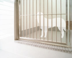 大型犬舎もやわらかな自然光が入る広々設計