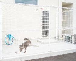 軽い運動ができるワンちゃん用パドック