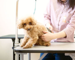 トリミングサロン併設